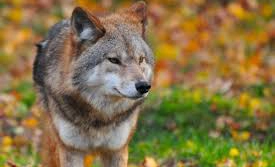 Wolf bron Provincie Gelderland