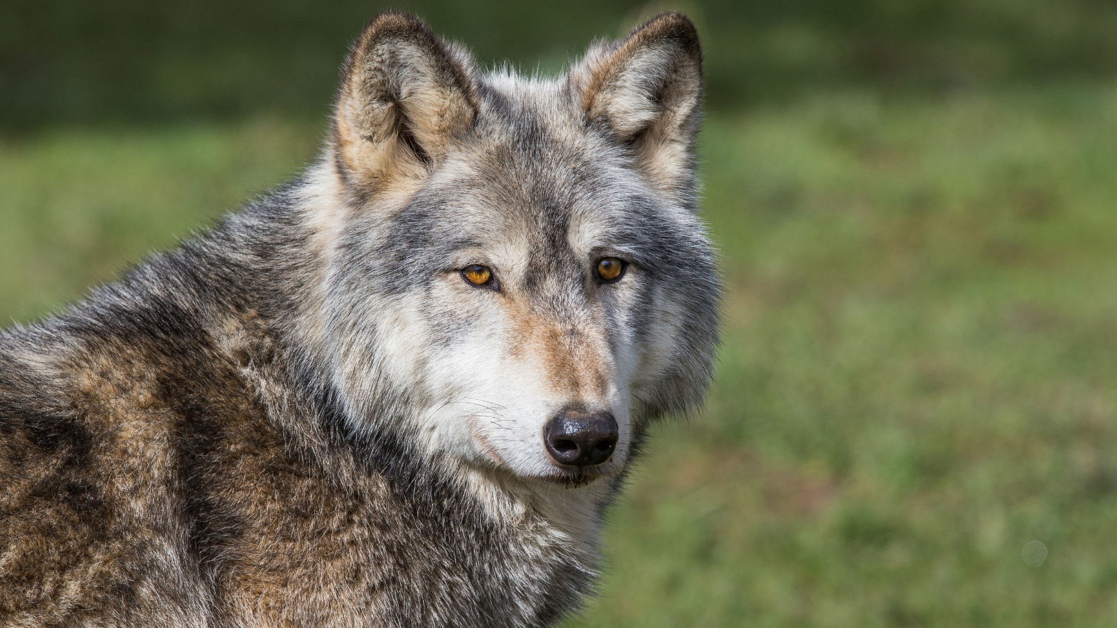 Wij vragen duidelijkheid over mogelijke wolf in Midden-Groningen
