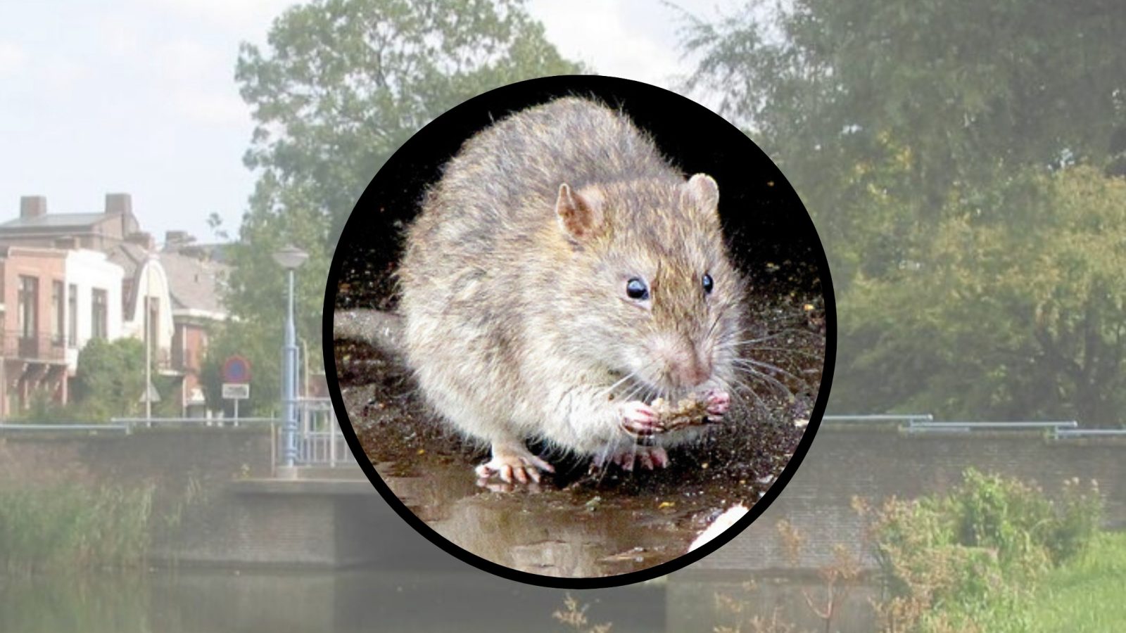 VVD wil brede aanpak rattenoverlast