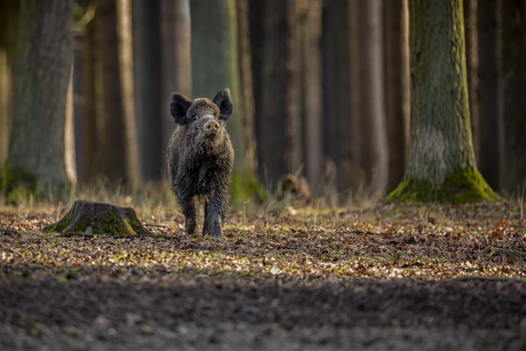 VVD Hattem wil integraal faunabeleid na toenemende overlast wilde zwijnen