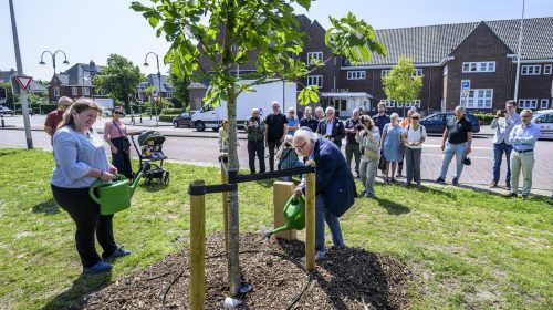 Anne Frankboom in Heemstede