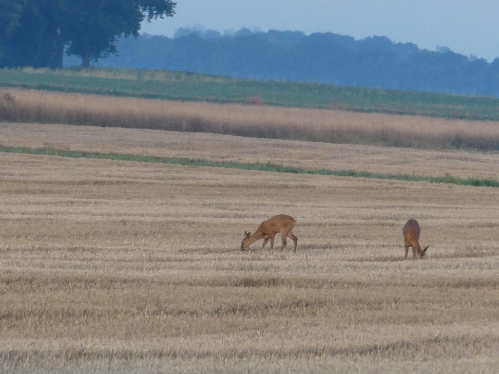 Trots op Borger-Odoorn